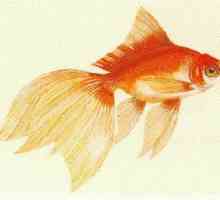 "Peștele de aur" este o poveste populară indiană. Povestiri ale popoarelor lumii