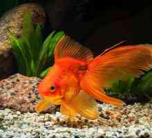 Goldfish: soiuri, conținut, îngrijire și feedback