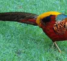 Fazanul de aur este o pasăre colorată. Golden Fazan: descriere și fotografie