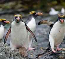 Pinguin cu părul auriu - cel mai atractiv reprezentant al familiei sale