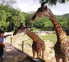 Зоопарк в Паттайе: описание, как добраться, отзывы