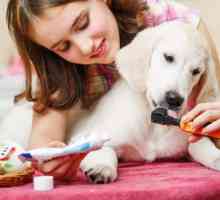 Dinți la câini: prevenirea și tratamentul