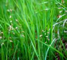 Zubrovka (Grass): proprietăți utile și contraindicații. Unde crește iarba