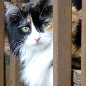 1 Martie - Ziua internațională a pisicilor: istoria apariției