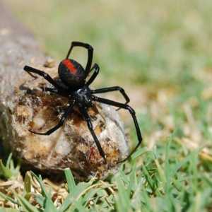 Știți ce visează un păianjen negru mare?