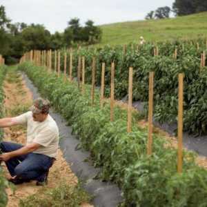 Planul agrotehnic pentru cultivarea culturilor legumicole: caracteristici, tehnologie și feedback