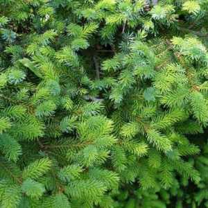 Ayan Spruce: descrierea speciilor, zona, îngrijirea unui copac veșnic