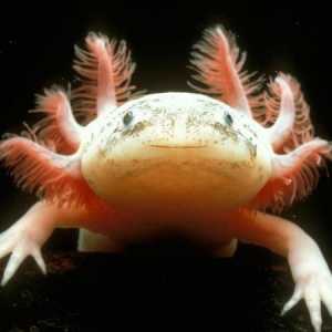 Axolotl: conținut și îngrijire, descriere, hrănire