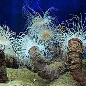 Este actinia un animal sau o planta? Descriere și fotografii ale anemonei