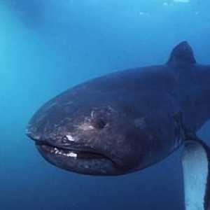 Акула большеротая пелагическая: фото, описание