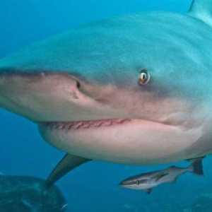 Bull Shark este singurul rechin care trăiește în apă dulce.