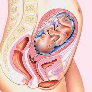 Obstetrica si sarcina reala. Determinați durata sarcinii prin ultrasunete