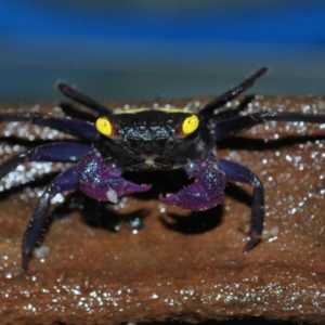 Craburi de acvariu: fotografii, tipuri, conținut și nutriție