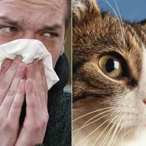 Alergia la pisici se manifestă? Cum de a vindeca o alergie la pisici