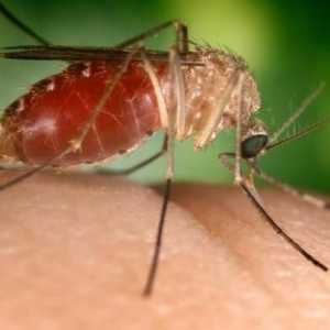 Alergie la muscatura unui țânțar la un copil. Primul ajutor și protecție