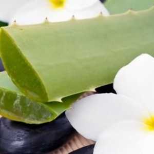 Aloe vera: proprietăți utile și contraindicații ale unei plante uimitoare