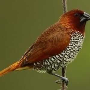 Amadins: conținut și îngrijire. Consultanța ornitologilor