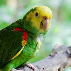Papagali amazonieni: trăsături de conținut, descriere și fapte interesante