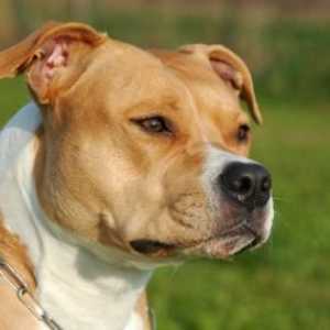 American Staffordshire Terrier: descrierea rasei, personajului, fotografiei