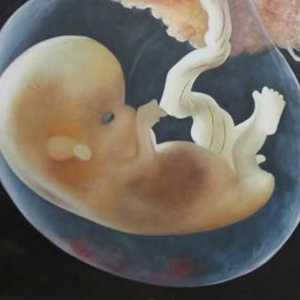 Amnion este una dintre membranele embrionare ale embrionilor de reptile, păsări, mamifere