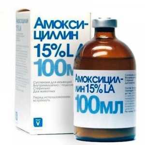 Amoxicilina pentru pisici: dozare și instrucțiuni de utilizare