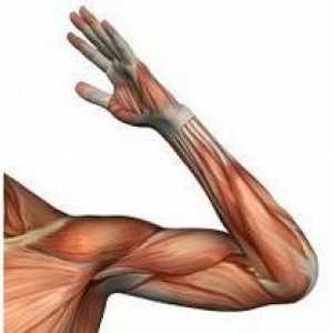Anatomie. Cot articulație: structură, ligamente, mușchi și funcții