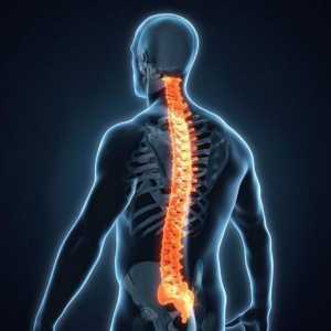 Anatomia coloanei vertebrale: proces spinos