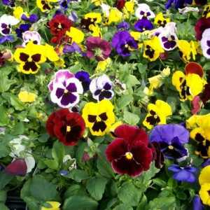 Pansiunile: plantarea și îngrijirea florii de primăvară