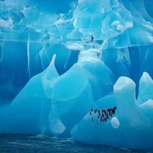 Antarctica a fost descoperită de o expediție condusă de marinarii Bellingshausen și Lazarev.…