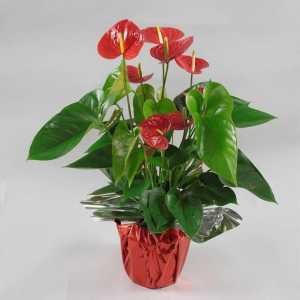 Anthurium roșu: îngrijire și cultivare