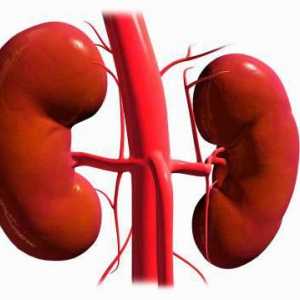 Aplasia (ageneză) a rinichiului: cauze, simptome și caracteristici de tratament