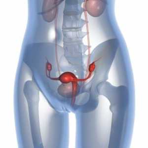 Apoplexia ovarului: ce este? Cauze, simptome și metode de tratament