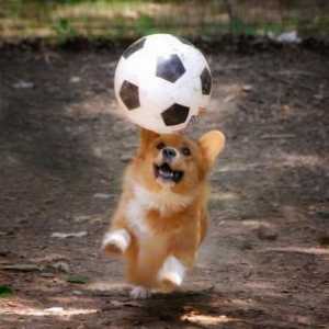 "Aport!" (Comandamentul câinelui) - ce înseamnă? Cum să pregătești o echipă de câini…