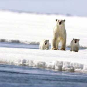 Animale arctice. Polul Nord: Fauna, supraviețuire într-un climat dur
