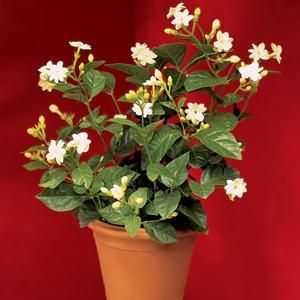 Parfumul Jasmine: plantarea și îngrijirea