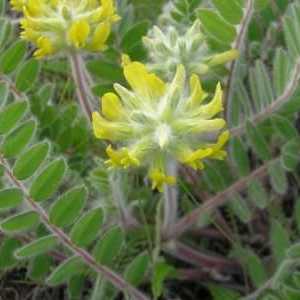 Astragalus woollyflower: proprietăți medicinale și crescând pe terenul grădinii