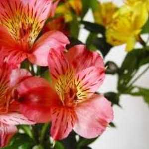 Astrameriya - flori pentru casă și grădină