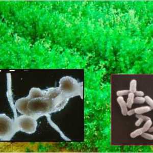 Bacteriile de fixare a azotului: habitat, funcții