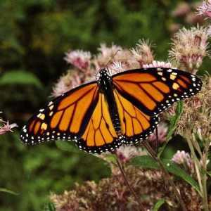 Fluture monarh: caracteristici de dezvoltare și habitat