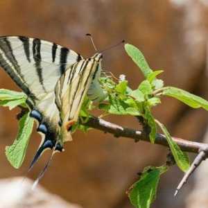 Бабочка подалирий: описание, жизненный цикл, места обитания. Парусник махаон