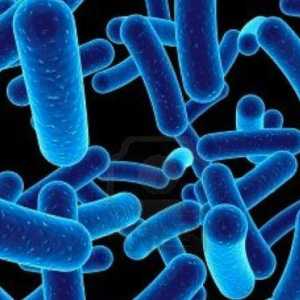 Bacteriile sunt agenții cauzali ai căror boli? Bolile umane cauzate de bacterii