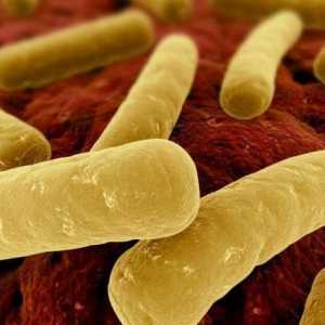 Bacteriile Clostridium difficile