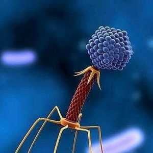 Bacteriophage coli: instrucțiuni de utilizare, analogi și recenzii