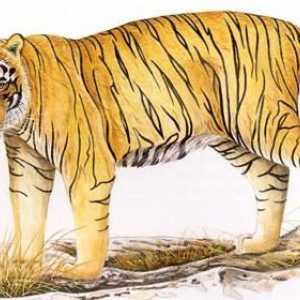 Tigrul balinez - subspecii disparute