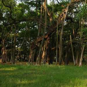 Banyan: copac și simbol al Indiei