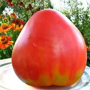 Batanya (tomate): descrierea, cultivarea și plantarea răsadurilor