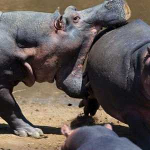 Hipopotam și hipopotamus: diferențe și asemănări ale acestor mamifere