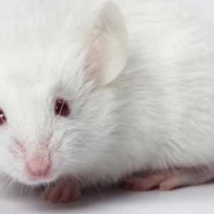 Șoarecele alb visa: ce era?