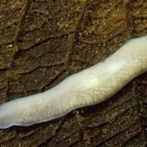 Planaria albă: tipul de viermi, structura, stilul de viață