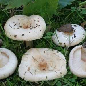 Belyanka - ciuperci cu miros de muștar